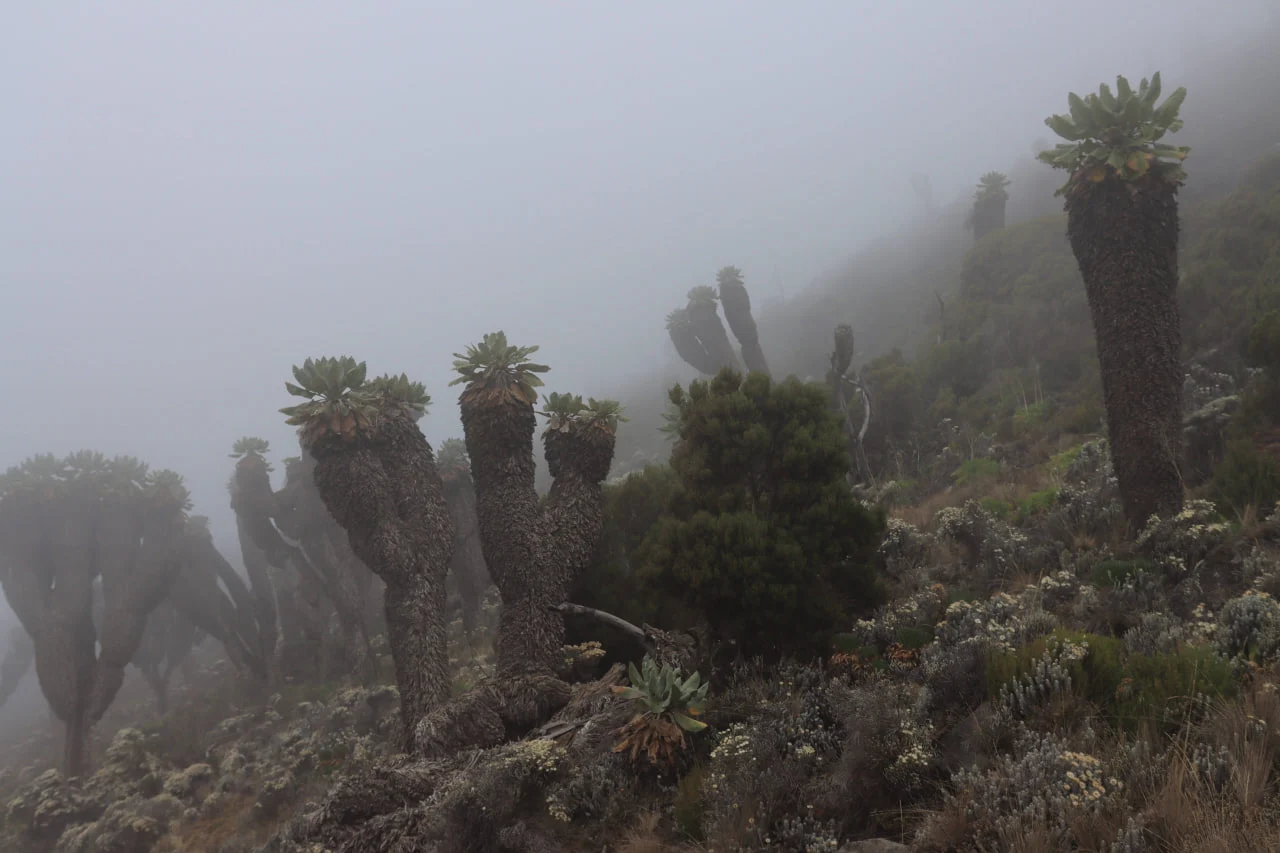 Kilimanjaro Giant Groundsel można zobaczyć na najpiękniejszej trasie Kilimandżaro – Lemosho – oraz na innych trasach południowych i zachodnich