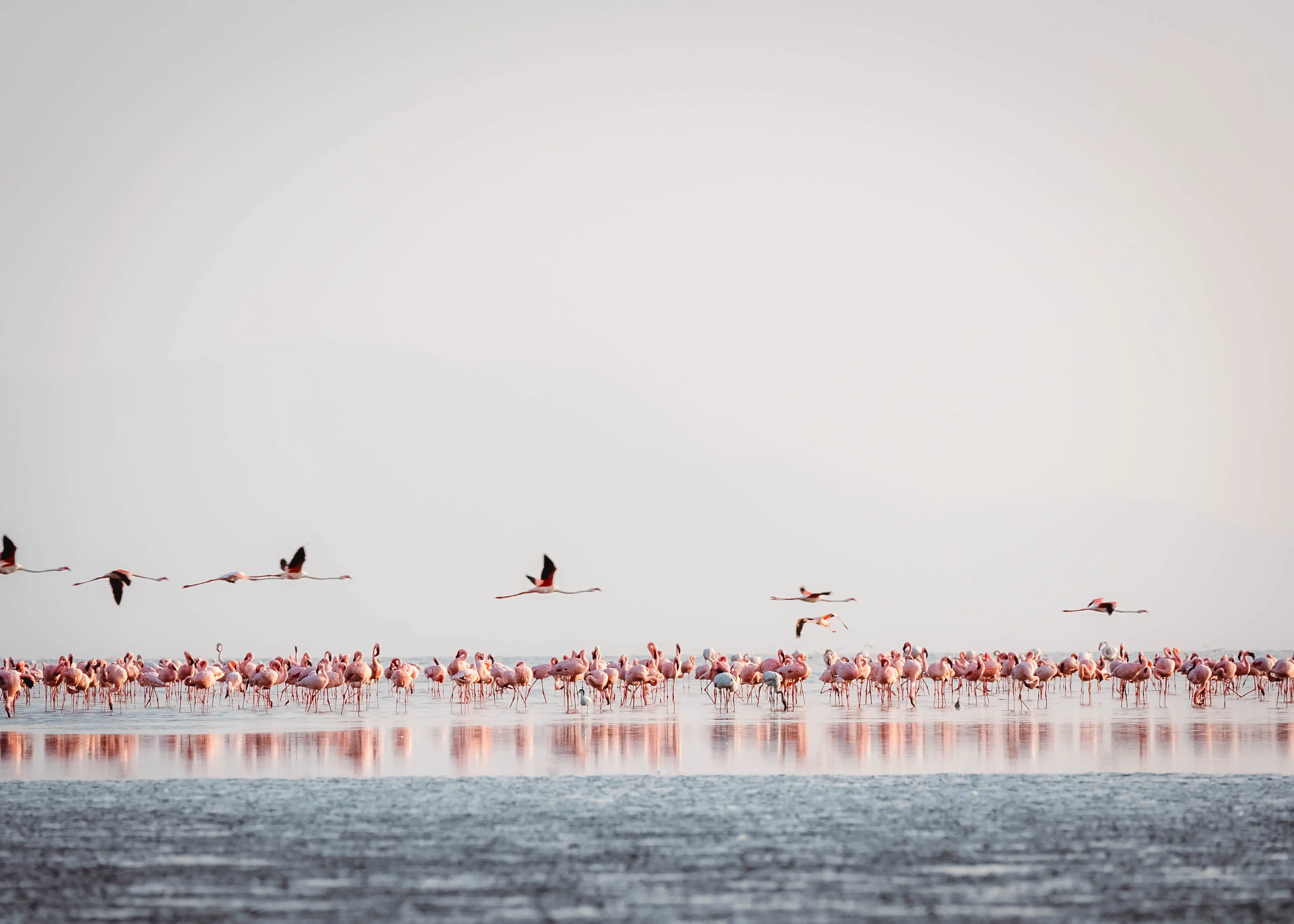 Jezioro Natron – teren lęgowy flamingów małych. Zdjęcie: archiwum Altezza Travel