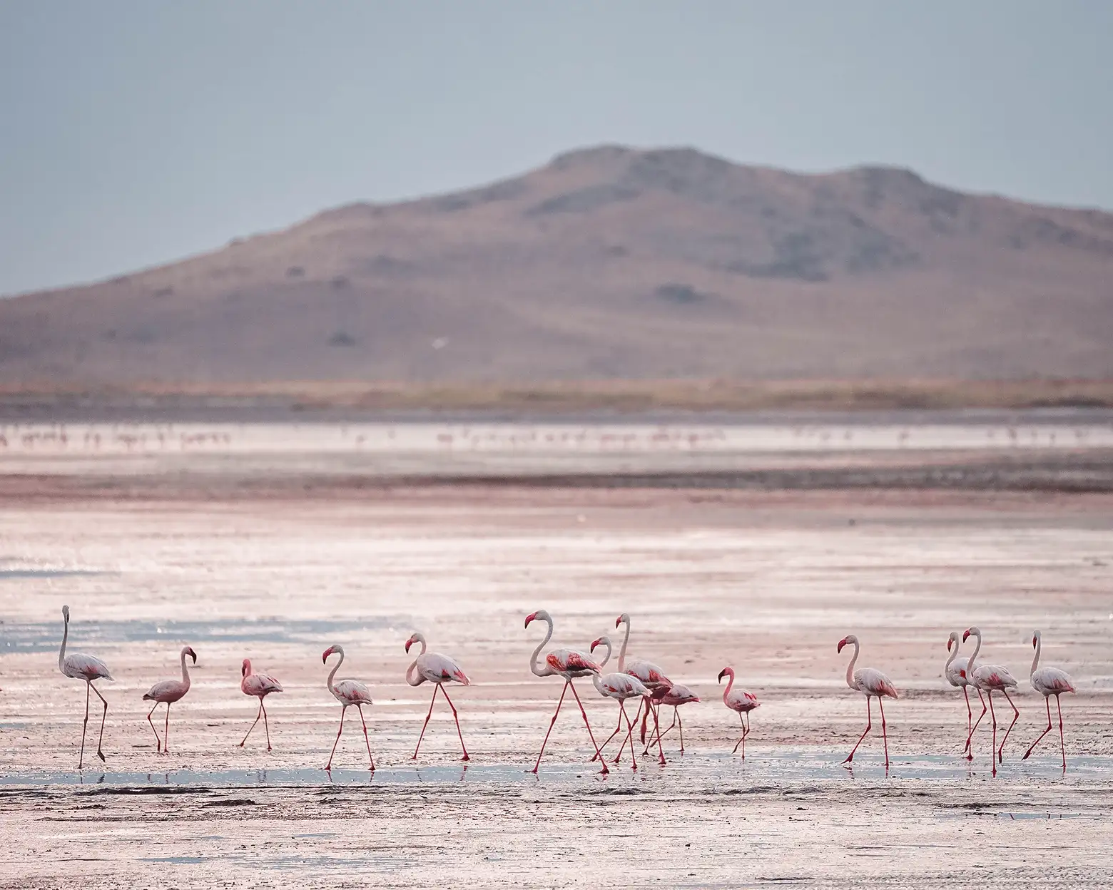 Flamingi na brzegach jeziora Natron. Zdjęcie: archiwum Altezza Travel