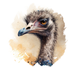 Struś