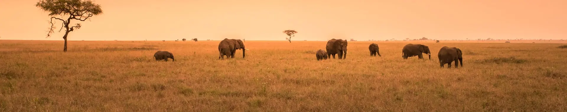 Park Narodowy Nyerere (Selous)