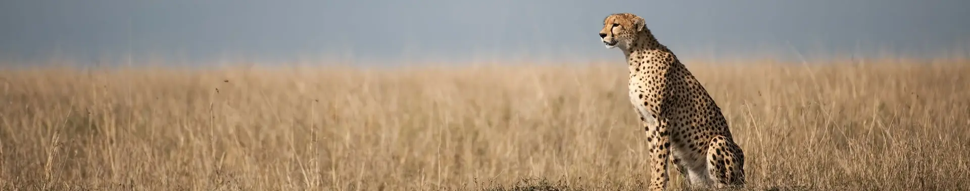 Afrykański gepard