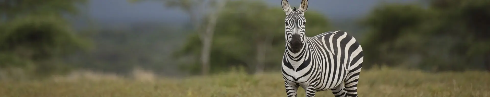 Zebra afrykańska