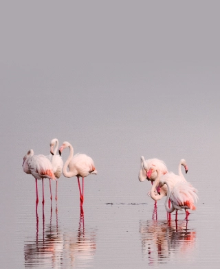 Jezioro Manyara