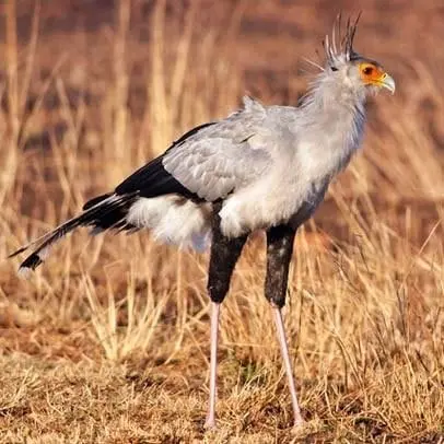 Sekretarz