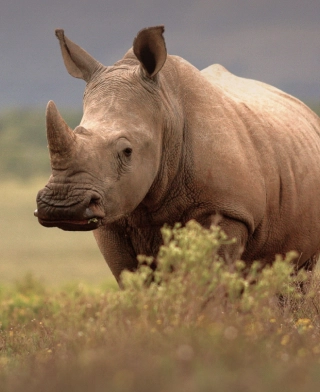 Krater Ngorongoro