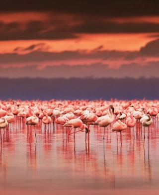 Jezioro Natron