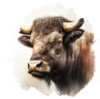 Bawół