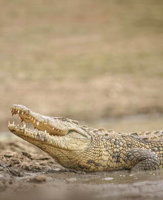 Park Narodowy Ruaha