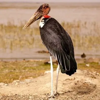 Marabut