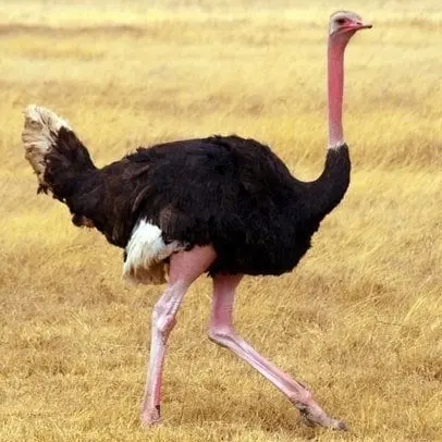 Struś