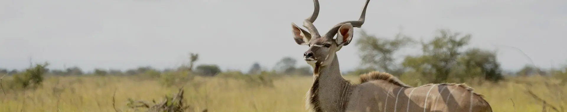 Afrykańska antylopa kudu