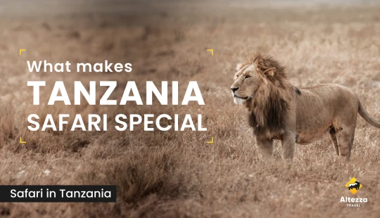 Co wyróżnia safari w Tanzanii
