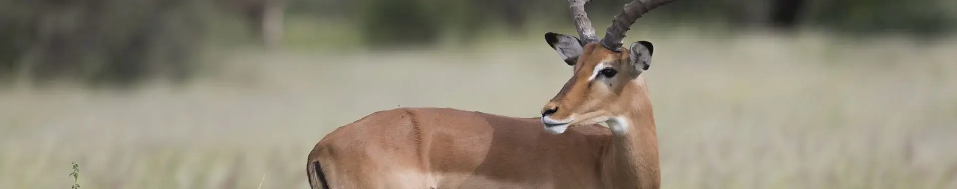 Impala afrykańska